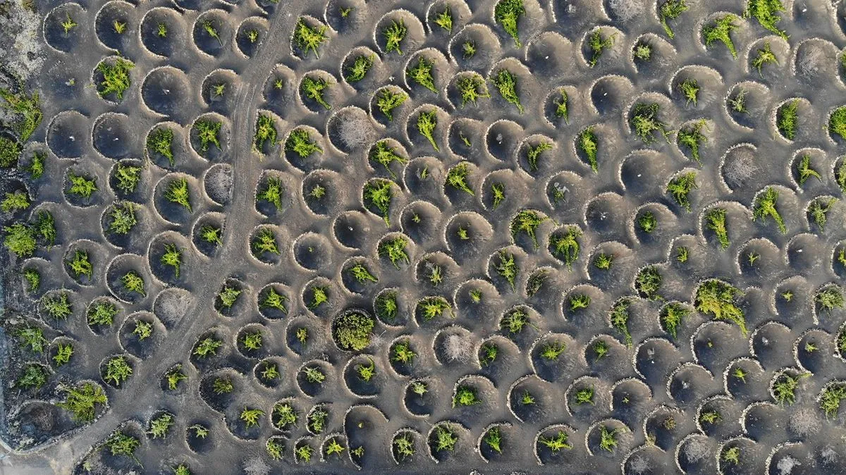 Aerial view of a Lanzarote vineyard