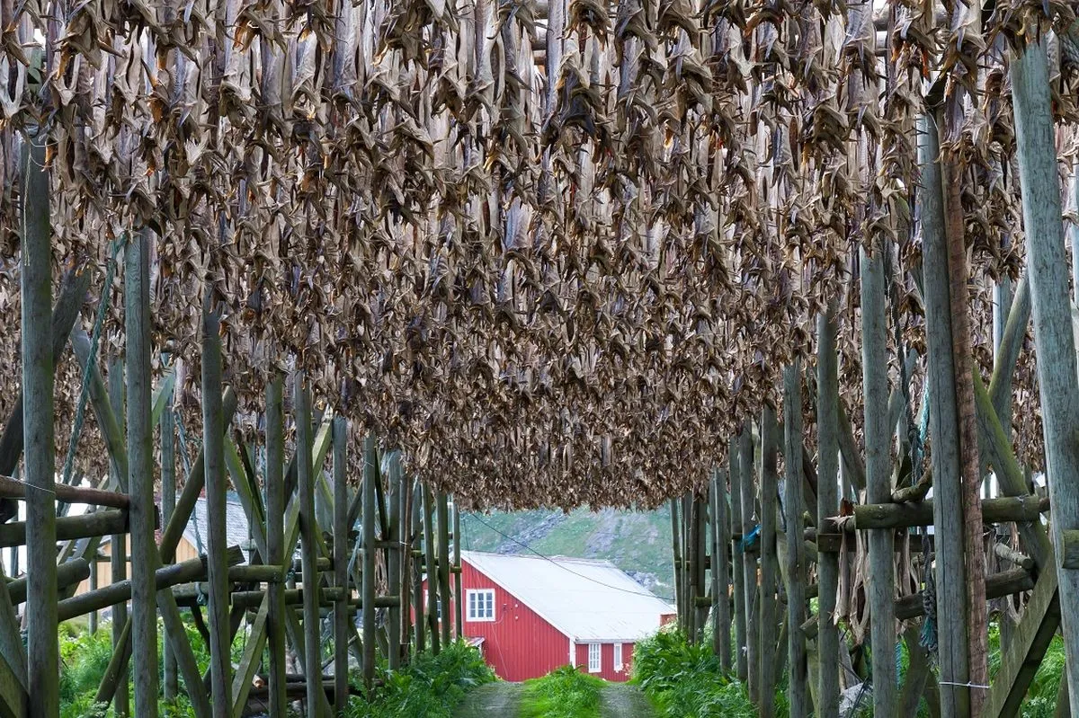 Saltfisk drying in Norway