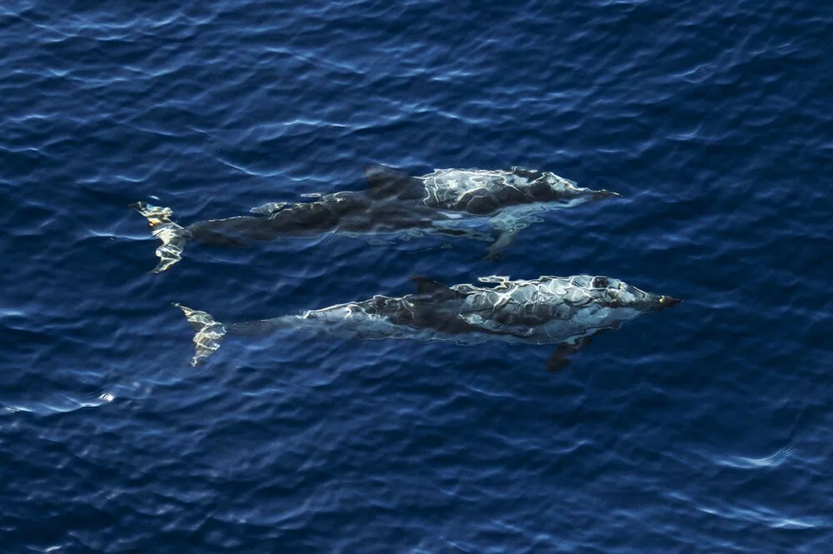 Two dolphins swimming underwater in clear blue ocean