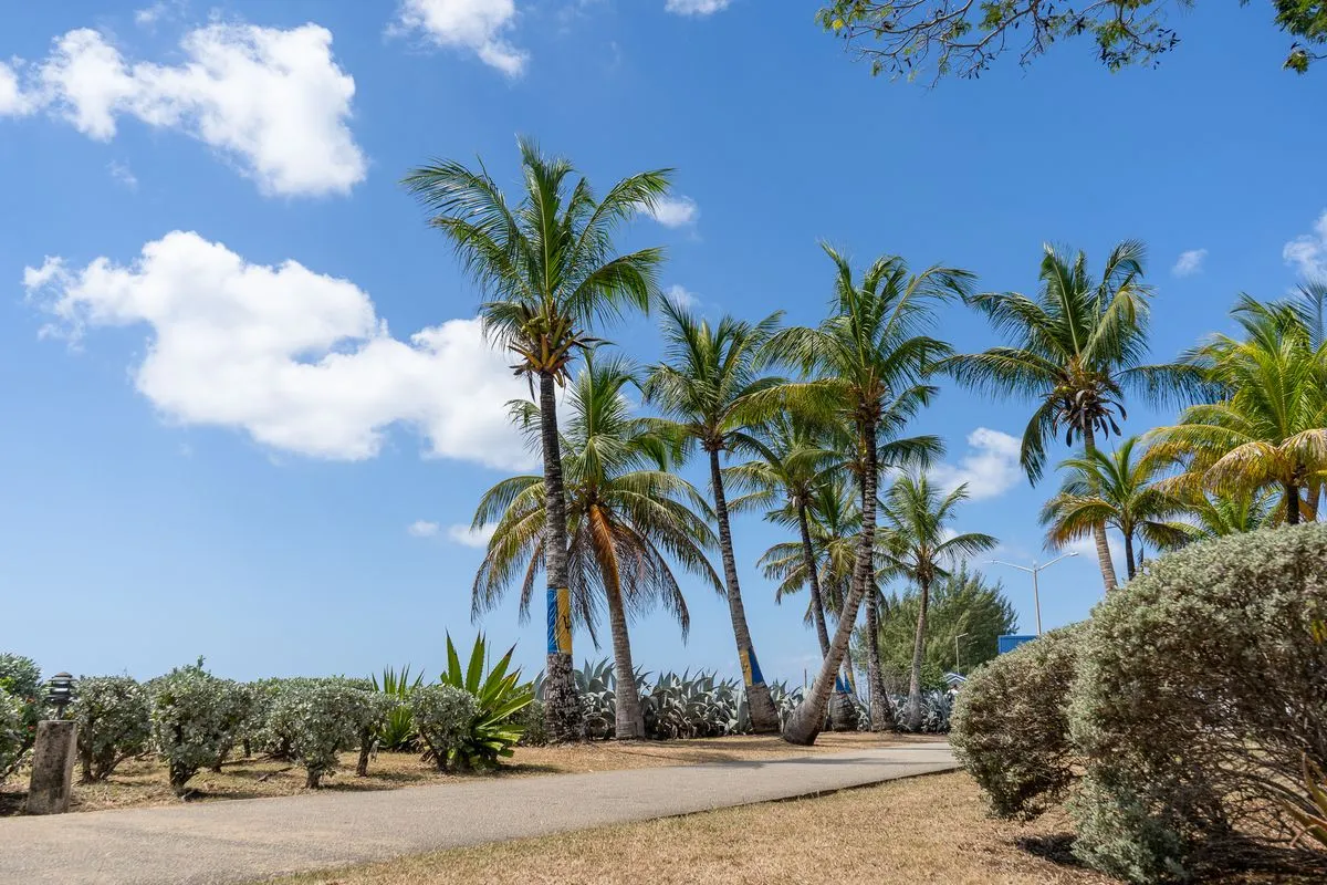 Palm trees in Bridgetown, Barbados