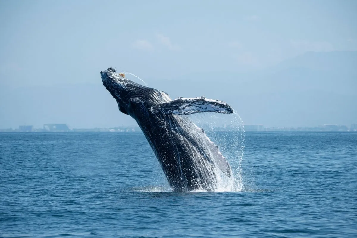 A humpback whale breaching the water on an Iceland cruise