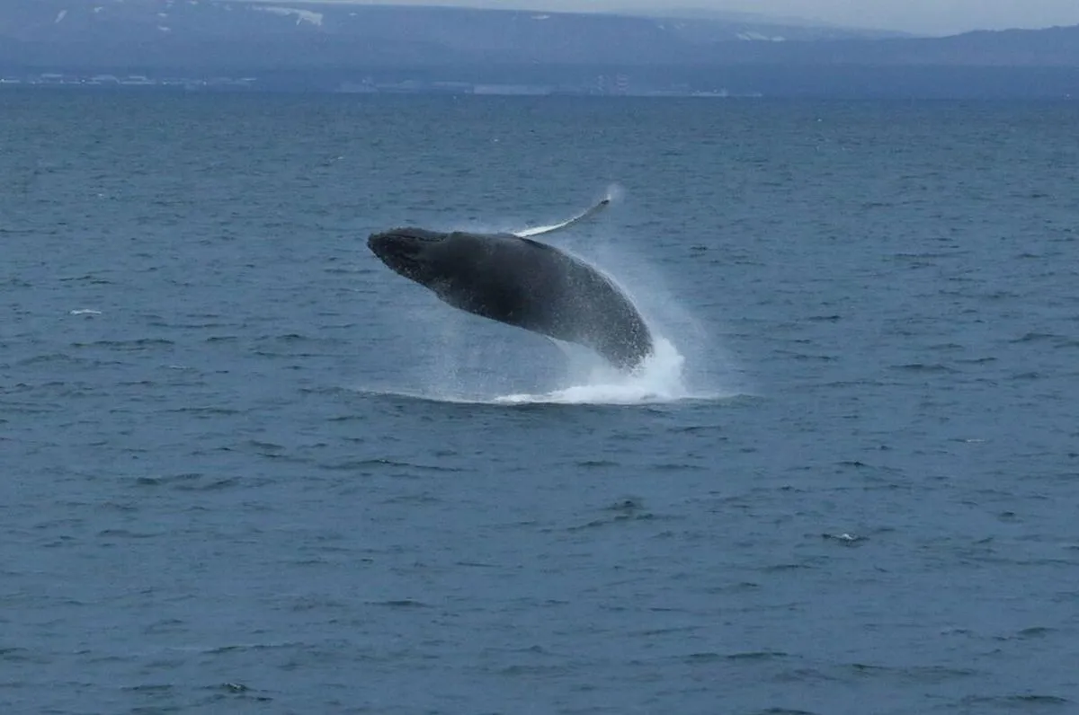 ORCA Wildlife- A whale breaches the ocean surface, creating a splash