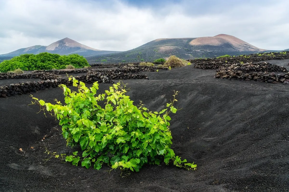 Vineyard in Lanzarote