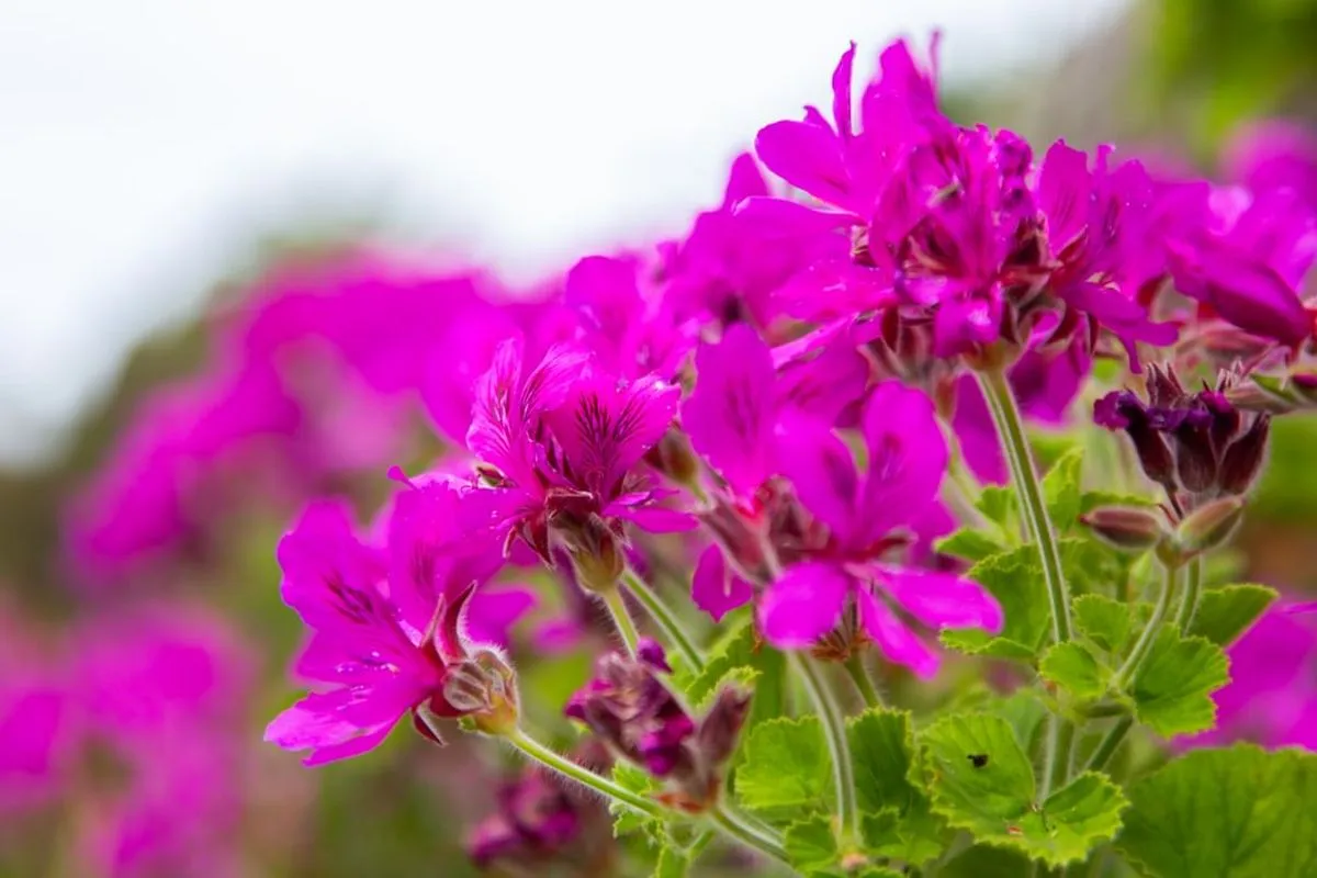 Bright pink geranium flowers with green leaves, in full bloom, against a blurred natural background.