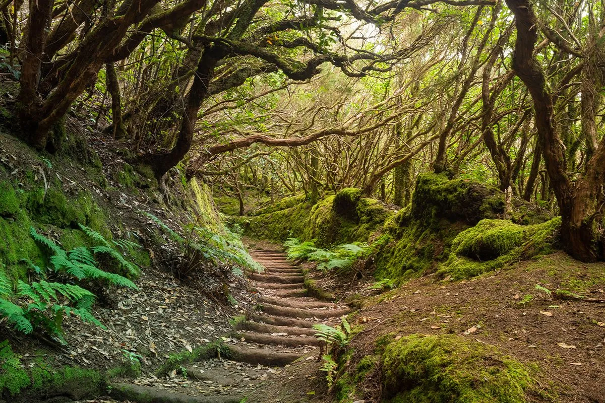 Inside the enchanted Anaga Forest, Tenerife