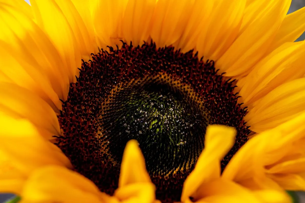 Close-up of a vibrant sunflower with bright yellow petals and a textured, dark brown center filled with seeds.