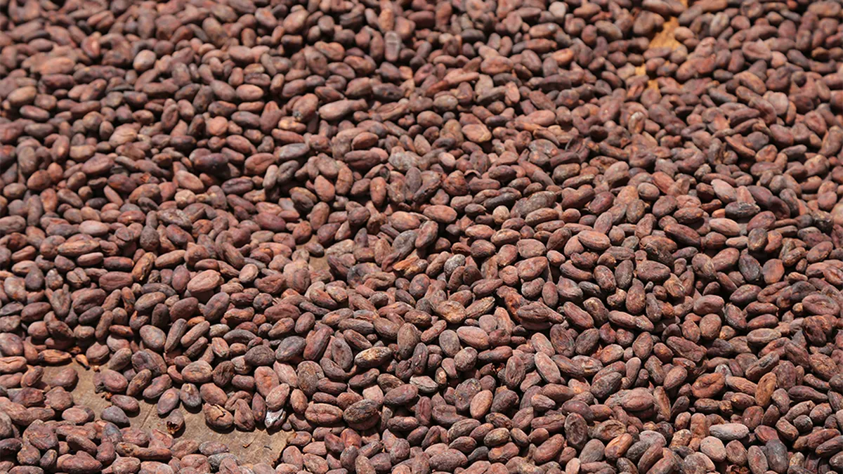 A large pile of cocoa beans spread out evenly for drying.