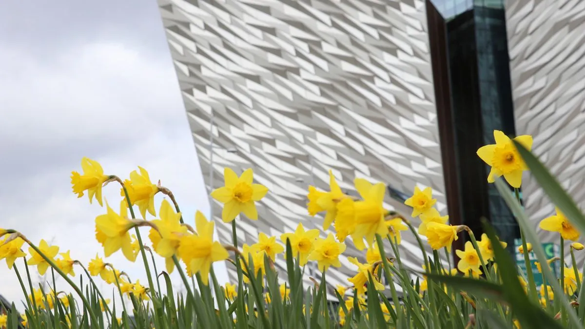 Daffodils outside a building