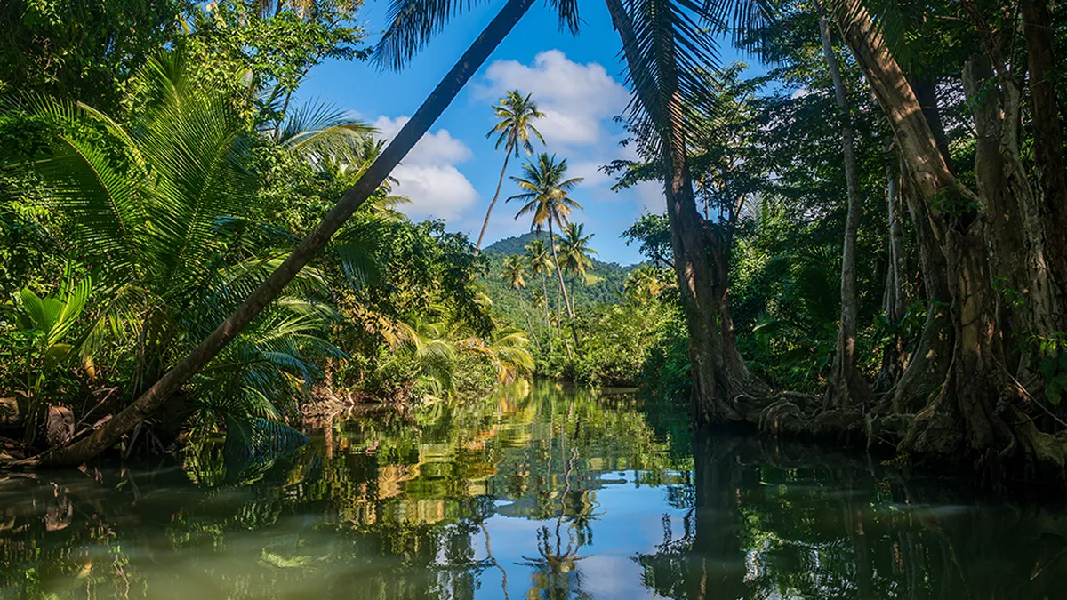A Jungle in Dominica, Caribbean