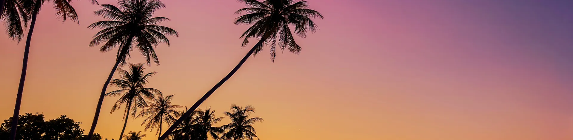 Summer with sunrise scene with  palm trees background as texture frame background