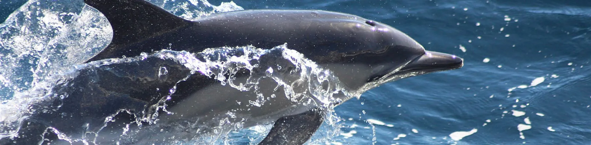 Common Dolphin