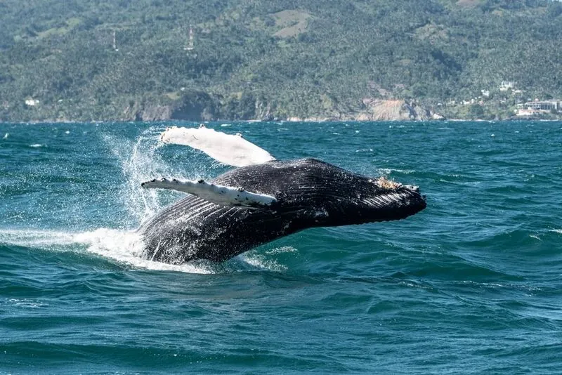 A humpback whale breaches the ocean surface, displaying its fins against a backdrop of lush, green hills and a clear blue sky.