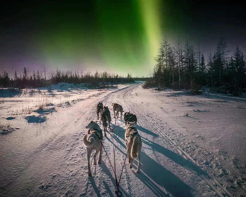 Husky sled under a vibrant green aurora borealis at night.