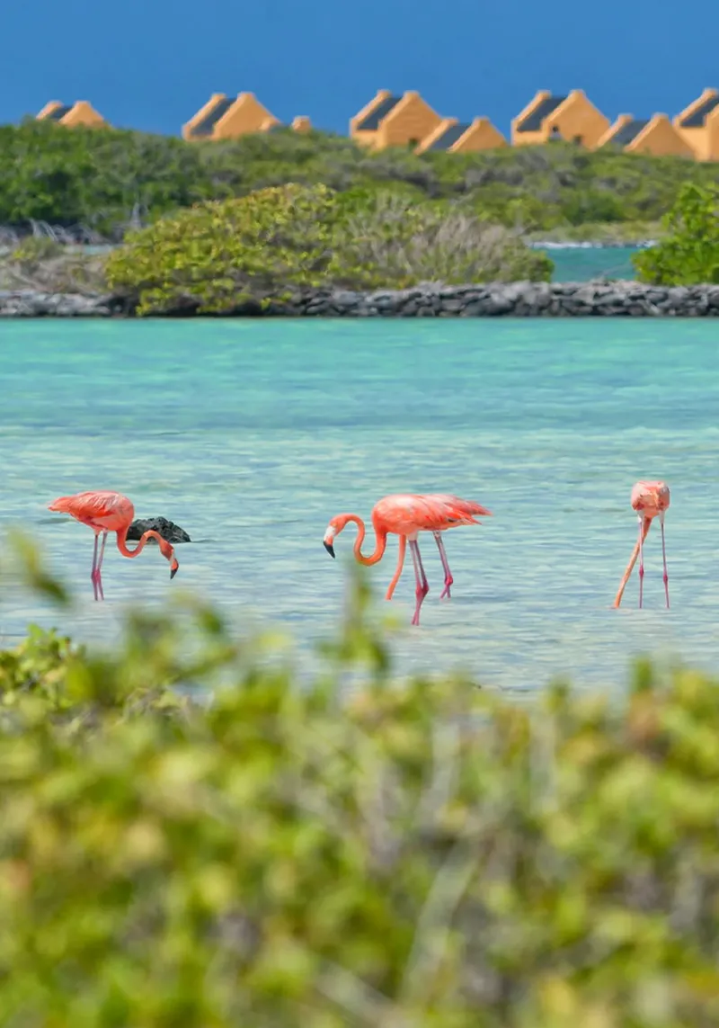 Kralendijk-Bonaire, few flamingo finding food in the salty waters of a large pound in the southern part of Bonaire