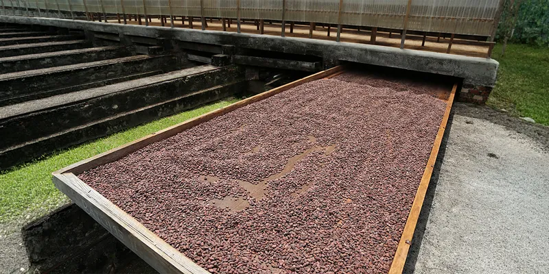 A wooden drying table filled with cocoa beans in the Belmont estate