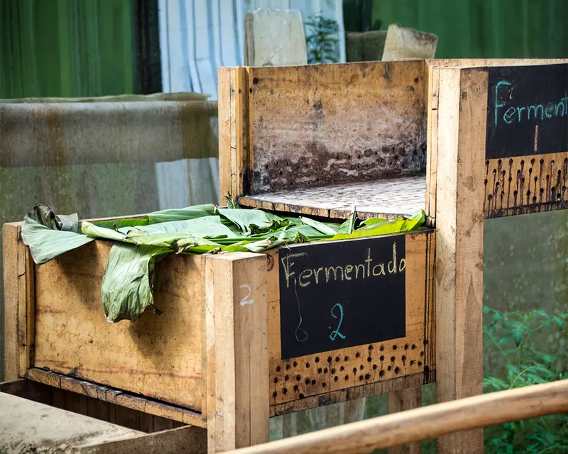 Wooden fermentation boxes with banana leaves