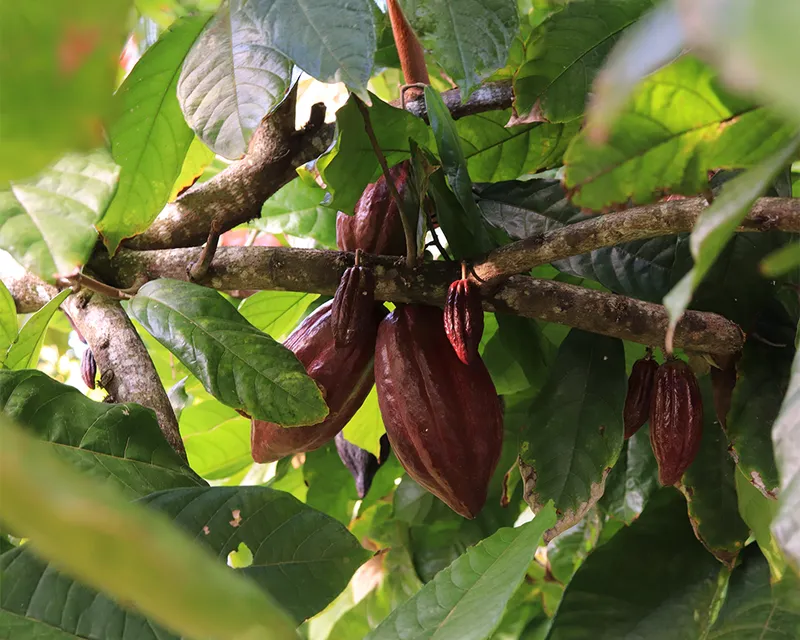 Cocoa pods hanging from a tree branch