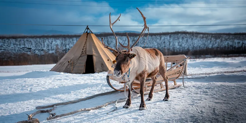 A reindeer harnessed to a wooden sled stands on snow near a Norway traditional tent in Alta