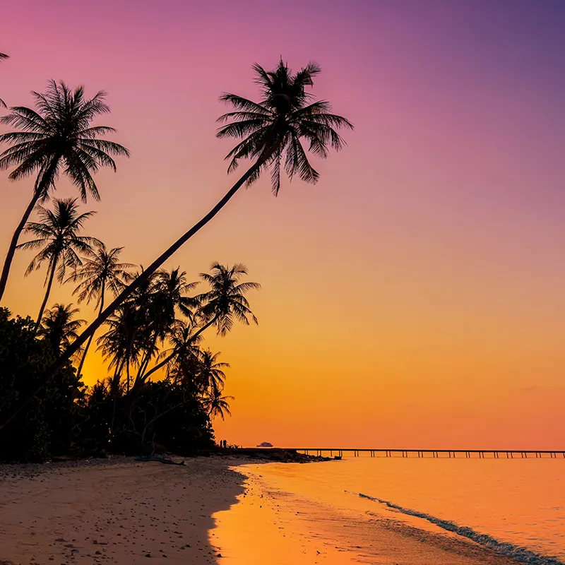 Summer with sunrise scene with  palm trees background as texture frame background