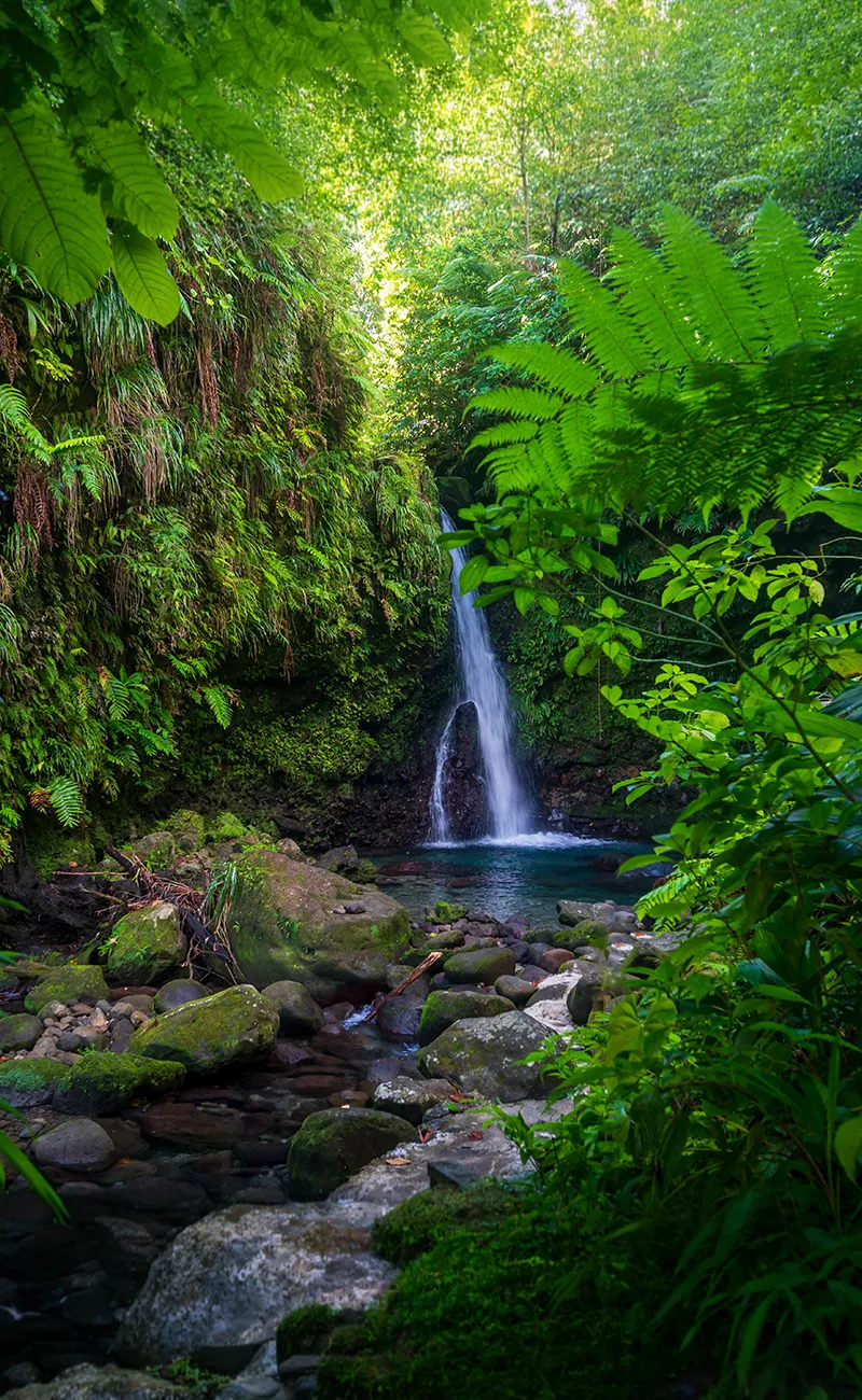 A Jungle in Dominica, Caribbean