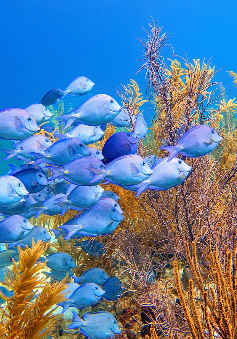 Caribbean underwater scenery. Shoal of Atlantic Blue Tang fish swimming above coral reef with soft corals. Bonaire, Caribbean
