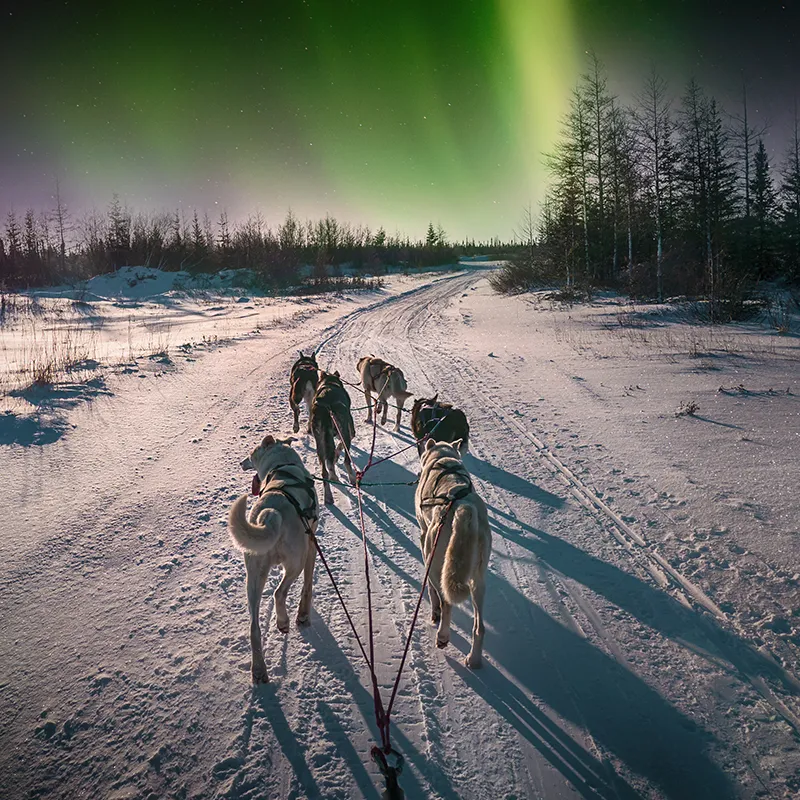 A team of six husky sled dogs under the aurora borealis and moonlight.
