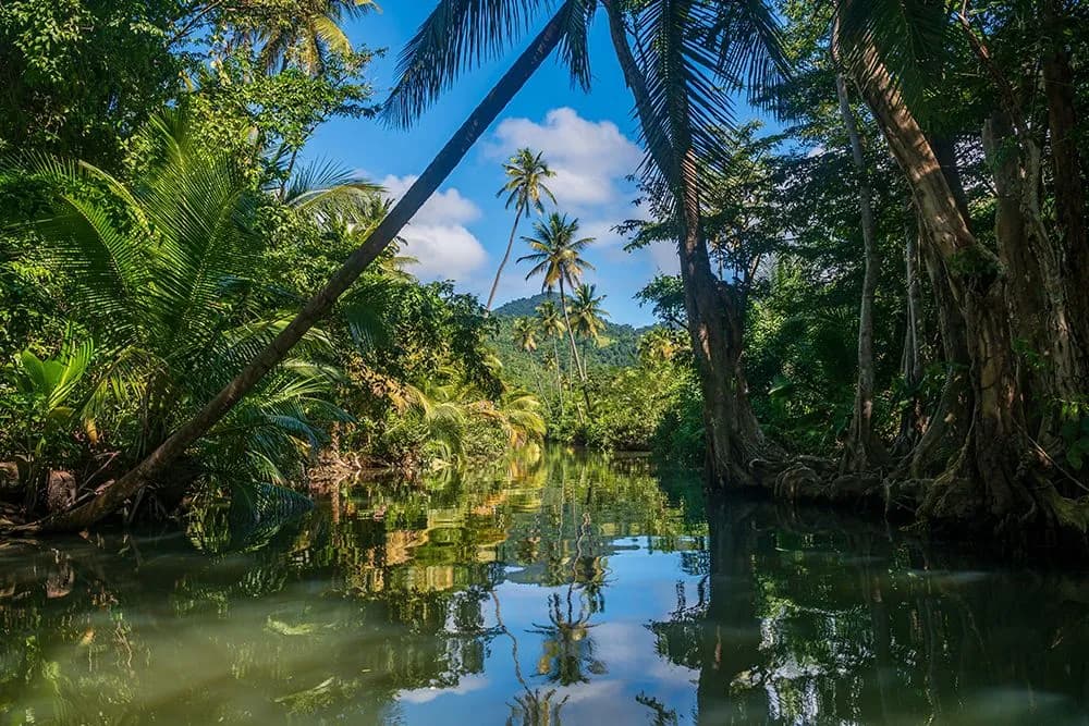 A Jungle in Dominica, Caribbean