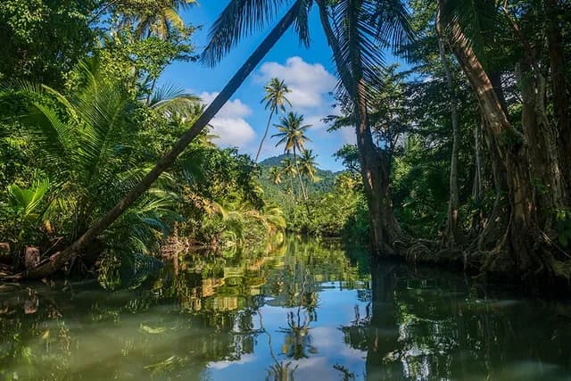 A Jungle in Dominica, Caribbean