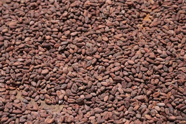 A large pile of cocoa beans spread out evenly for drying.