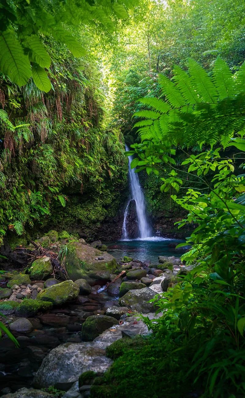 A Jungle in Dominica, Caribbean