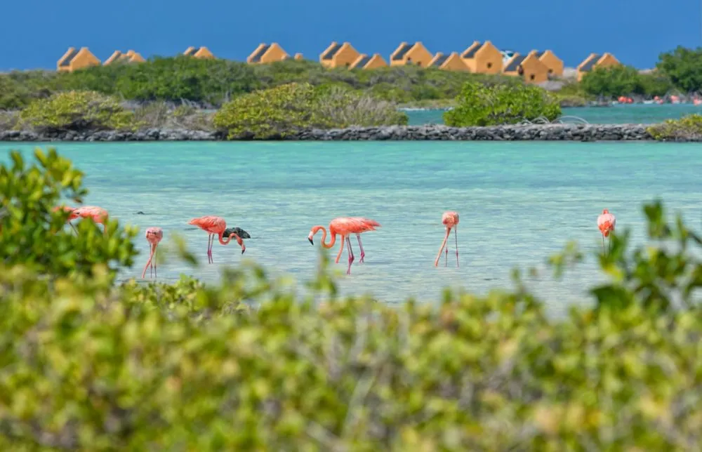 Kralendijk-Bonaire, few flamingo finding food in the salty waters of a large pound in the southern part of Bonaire