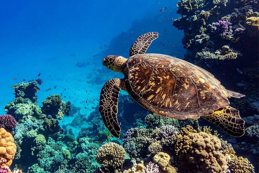 Under the Surface - The Caribbean's Best Reef Experiences for Every Level