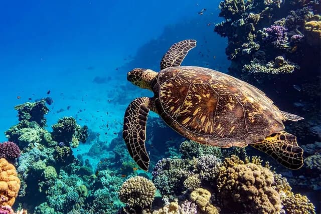 Under the Surface - The Caribbean's Best Reef Experiences for Every Level