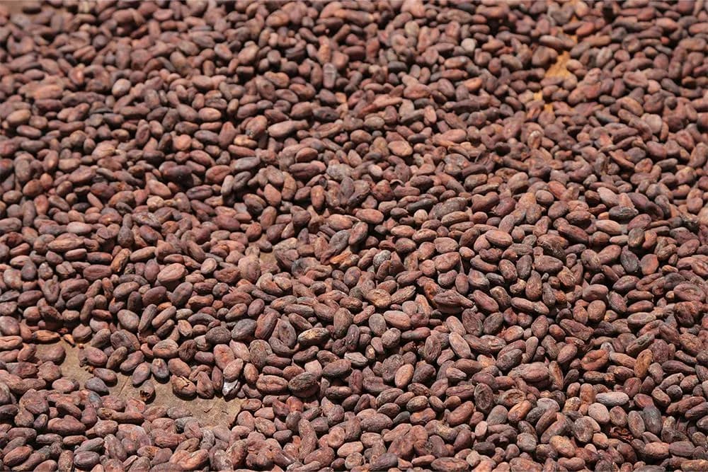 A large pile of cocoa beans spread out evenly for drying.