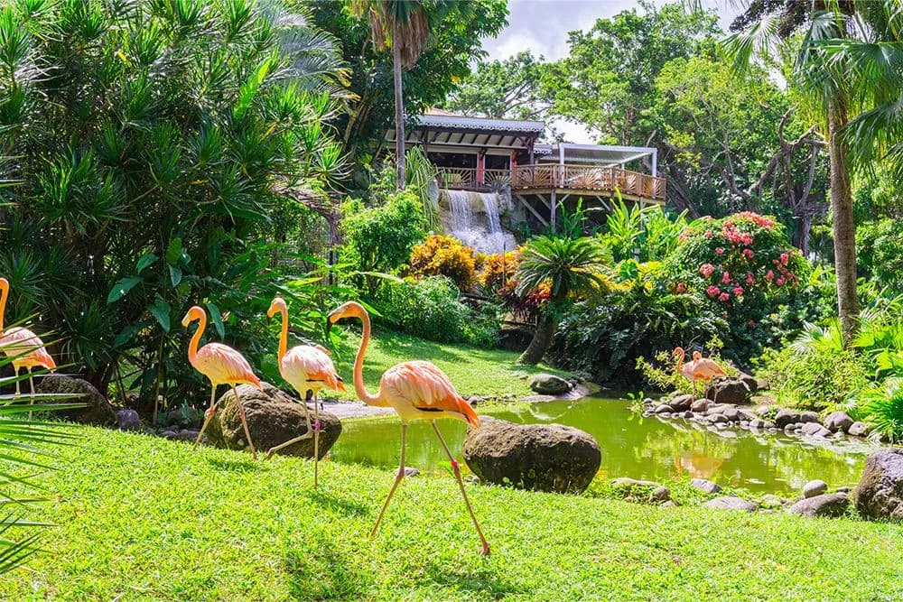 Botanical Garden in Deshaies, north west of Basse-Terre, Guadeloupe
