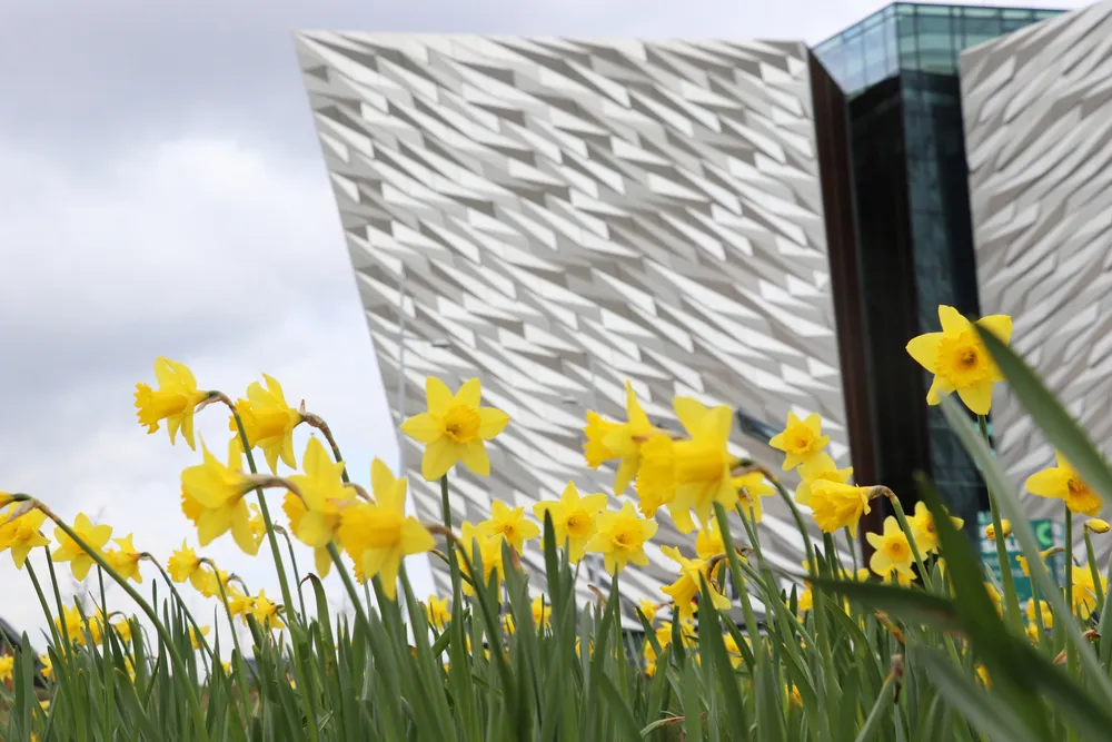 Daffodils outside a building