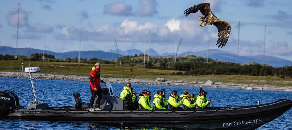 Bodø Sea Eagle Safari by RIB