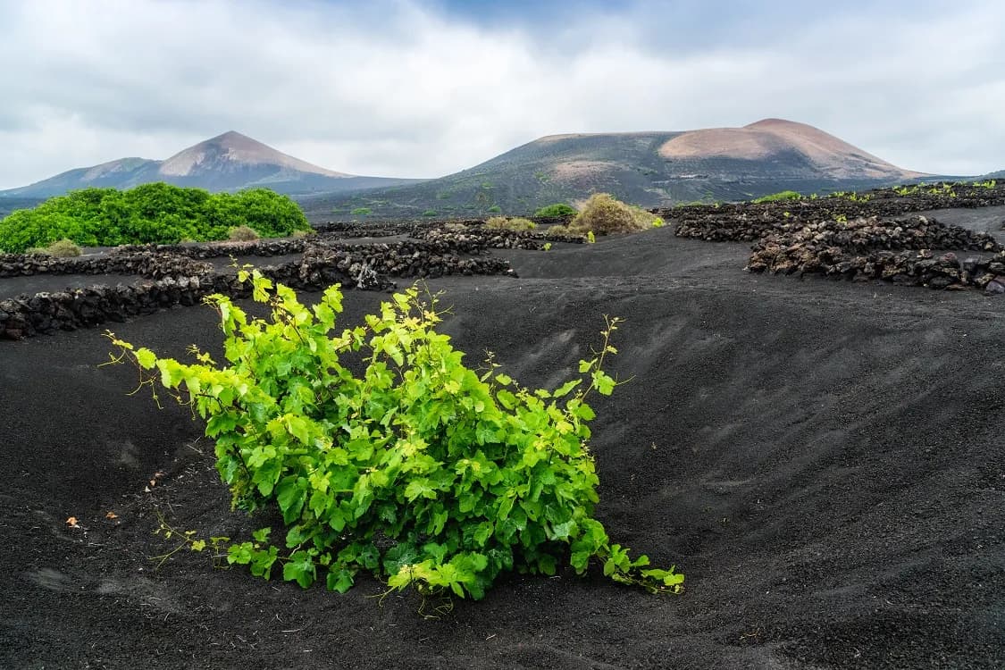 Vineyard in Lanzarote