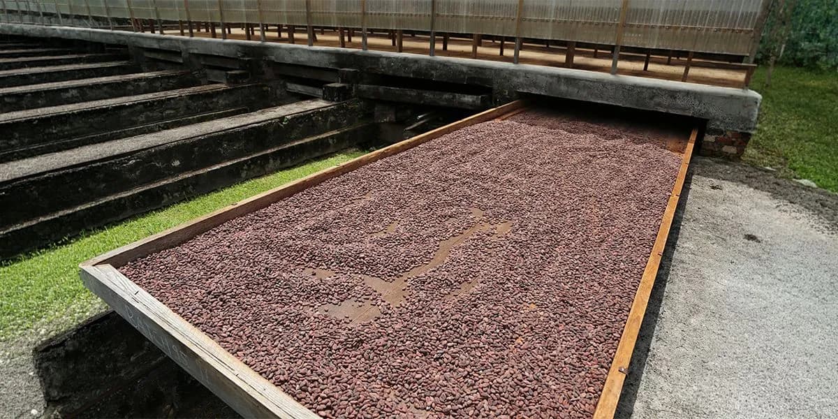 A wooden drying table filled with cocoa beans in the Belmont estate