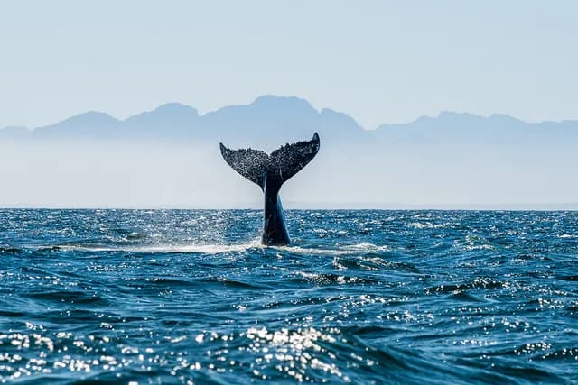 What marine life could you see on a cruise?