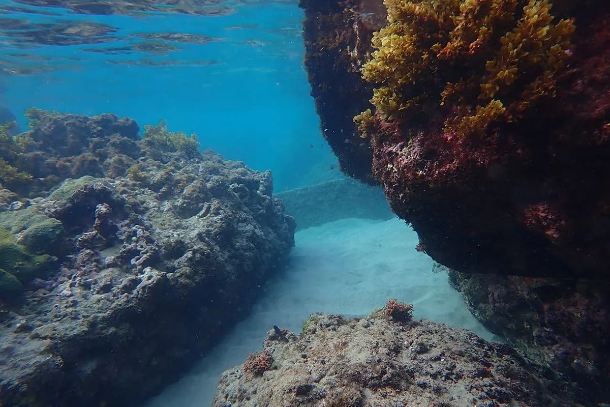 Under the Surface - The Caribbean's Best Reef Experiences for Every Level