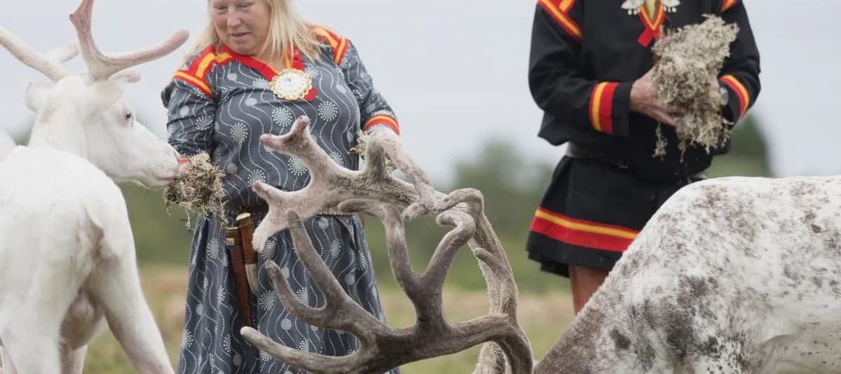 Scenic Sortland & Sami Cultural Experience