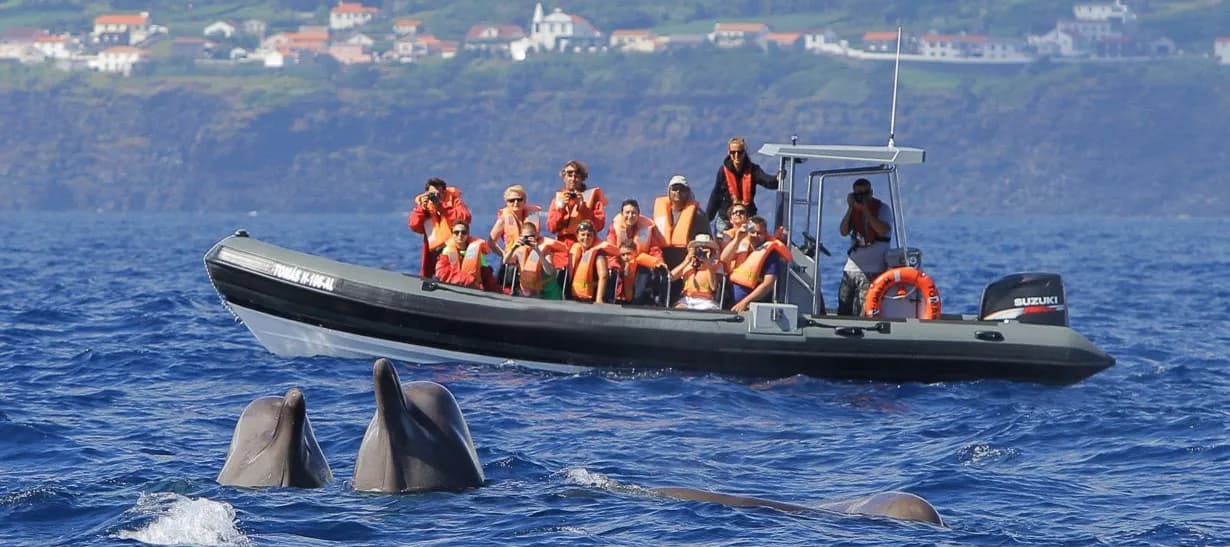 Horta Whale Watching by RIB