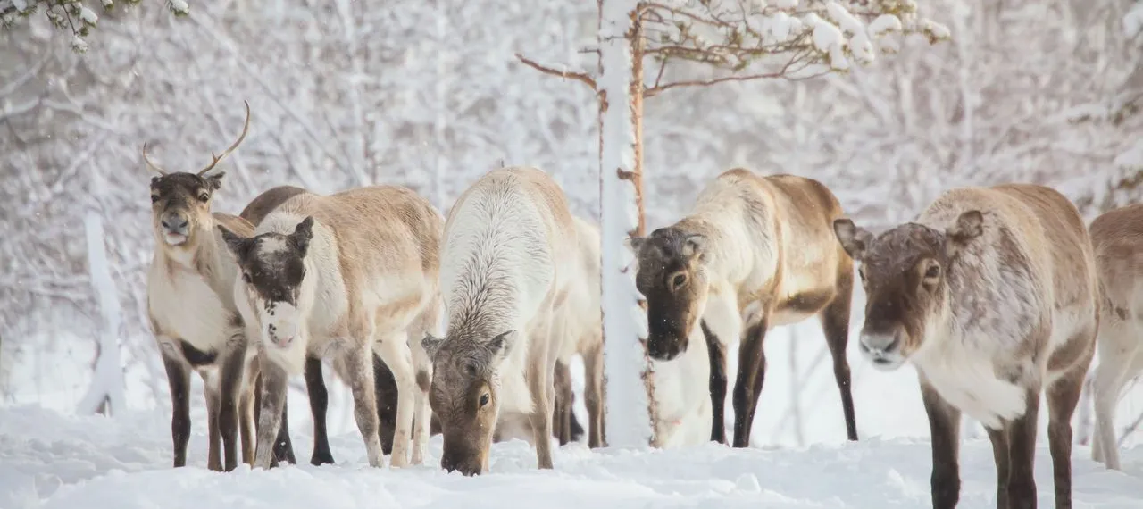 Sami Camp Visit & Reindeer Experience