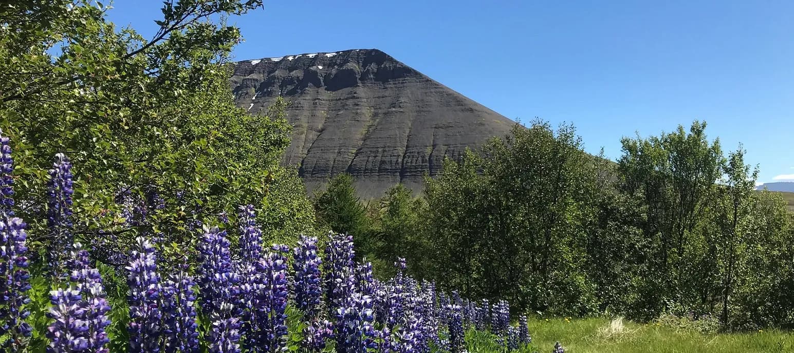 Flowers & Fjords @ Ease