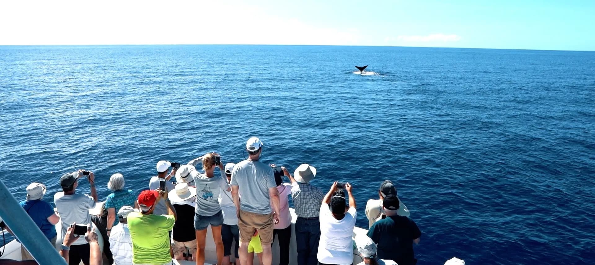 Roseau Whale & Dolphin Safari