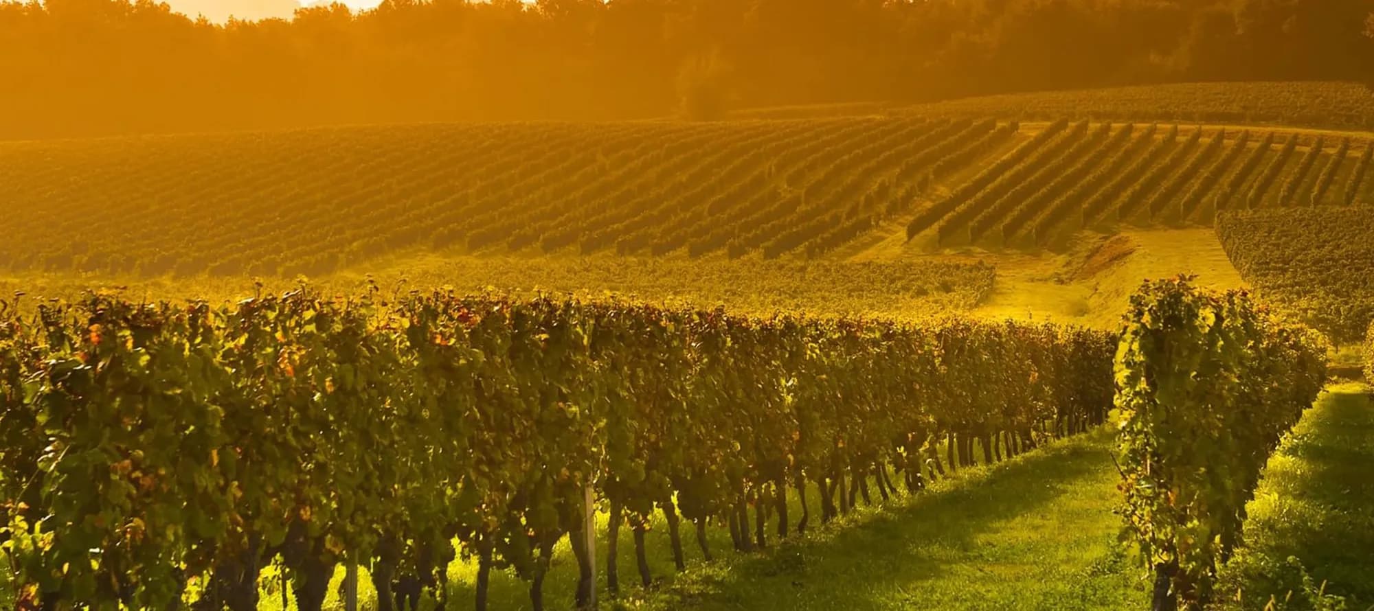 Vineyard Sunrise in Bordeaux, France
