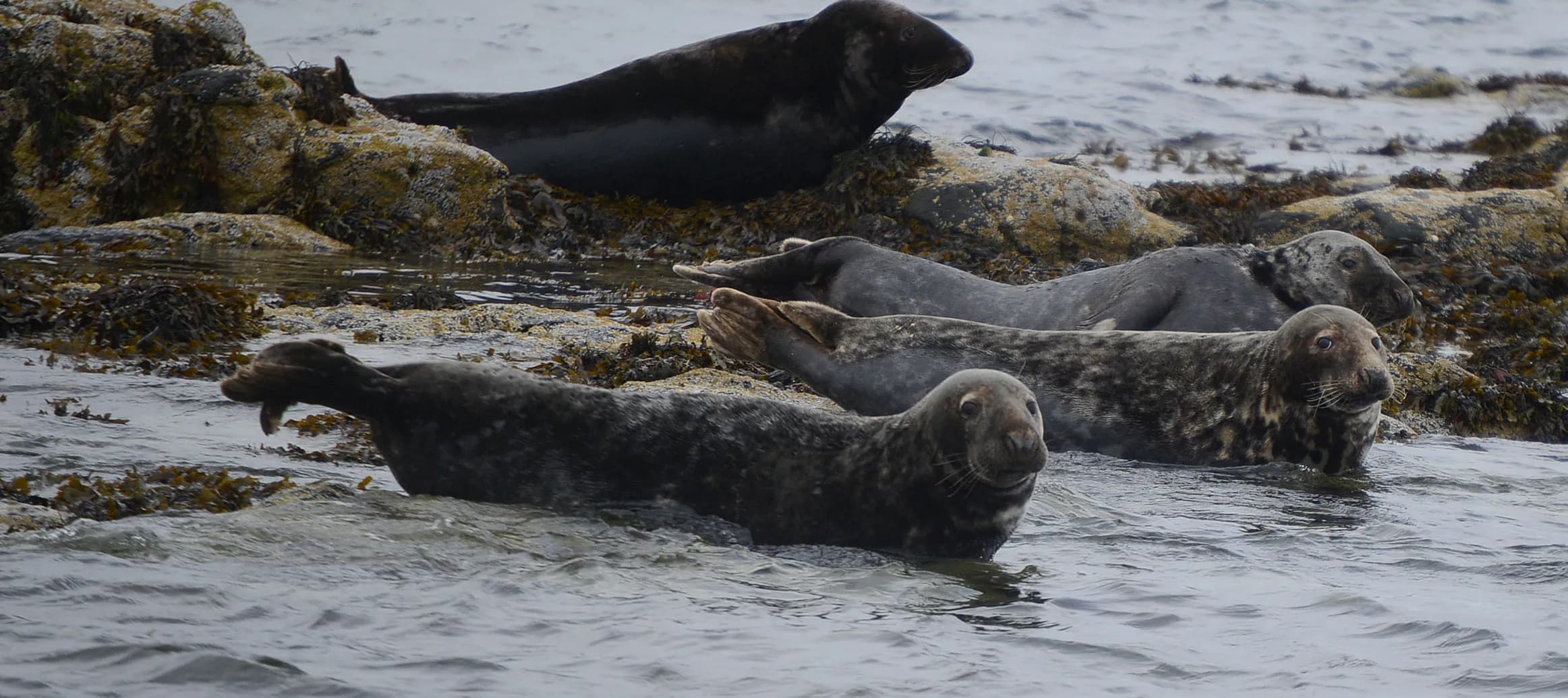 Wildlife Exploration Boat Experience