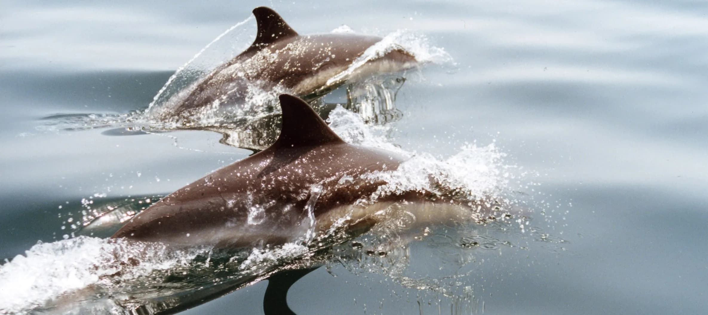 Málaga and Dolphins
