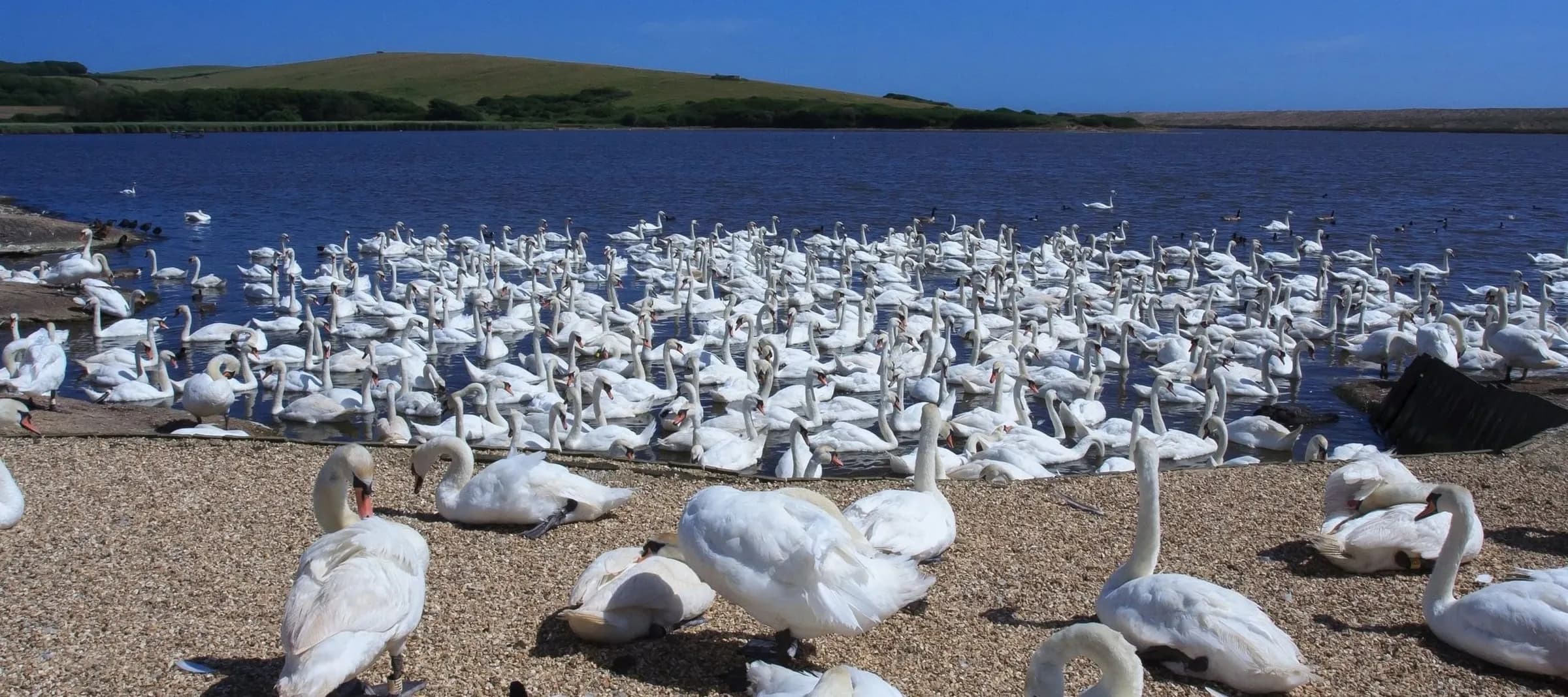 Abbotsbury Swannery & Subtropical Gardens